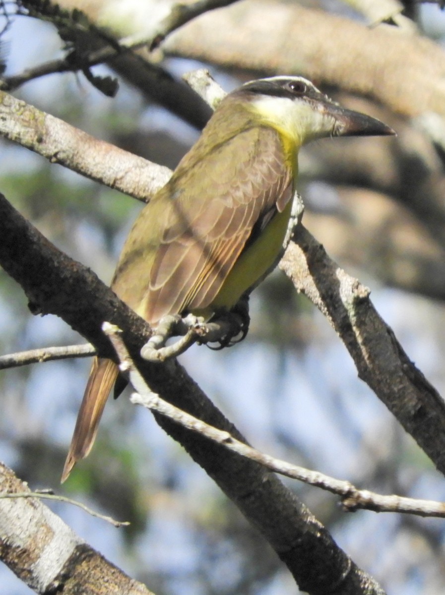 Boat-billed Flycatcher - Merryl Edelstein