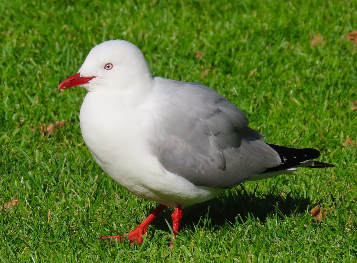 Silver Gull (Red-billed) - ML207718871