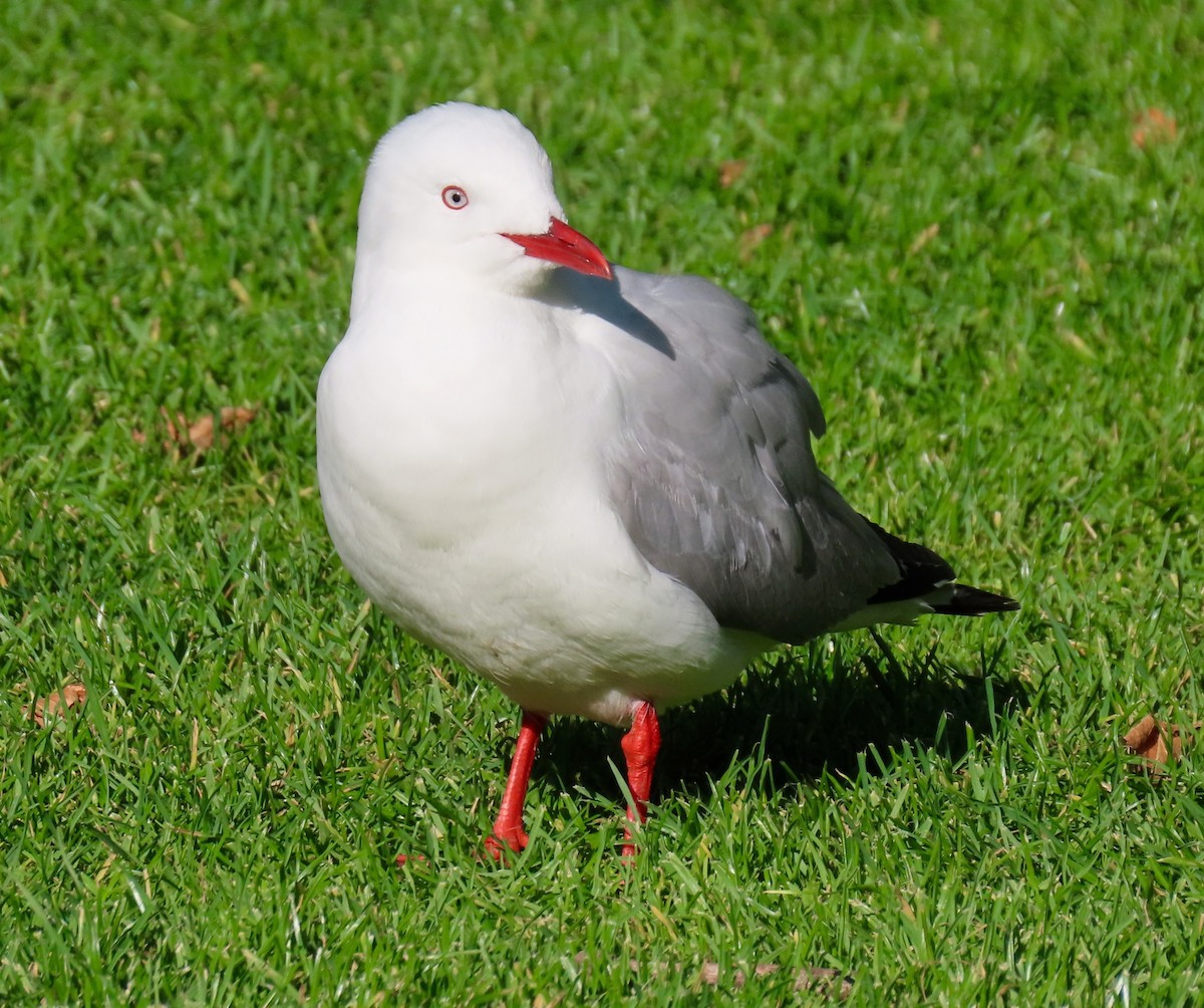 Silver Gull (Red-billed) - ML207718881