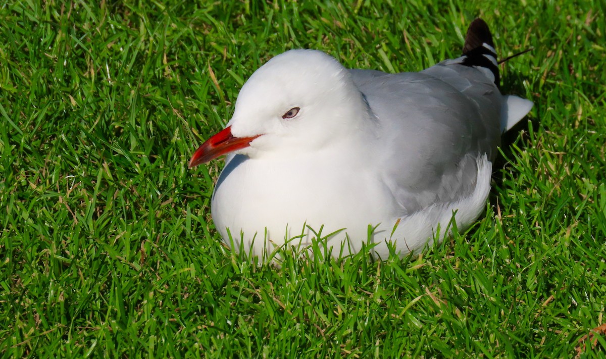 Silver Gull (Red-billed) - ML207718891