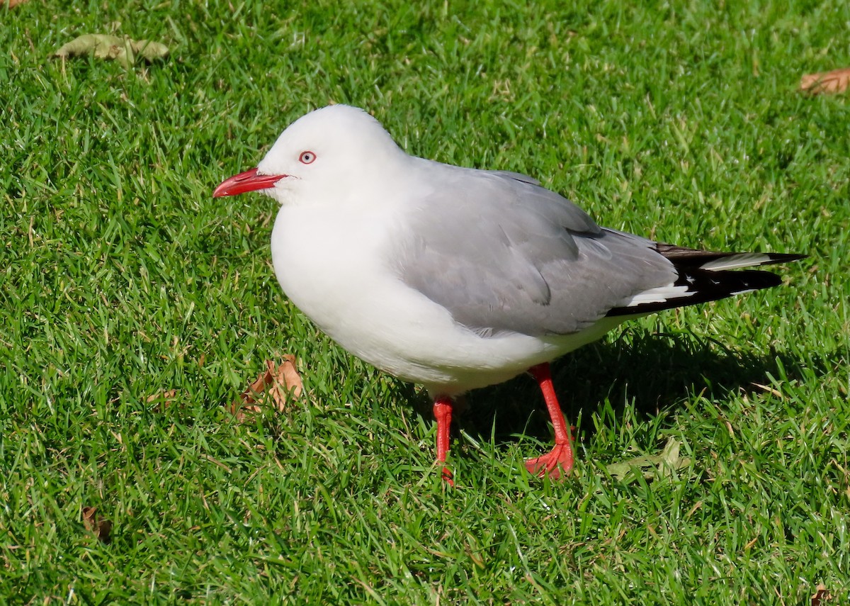 Silver Gull (Red-billed) - ML207718901