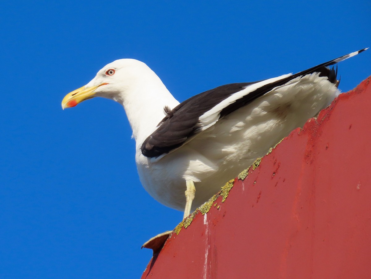 Kelp Gull - ML207718911