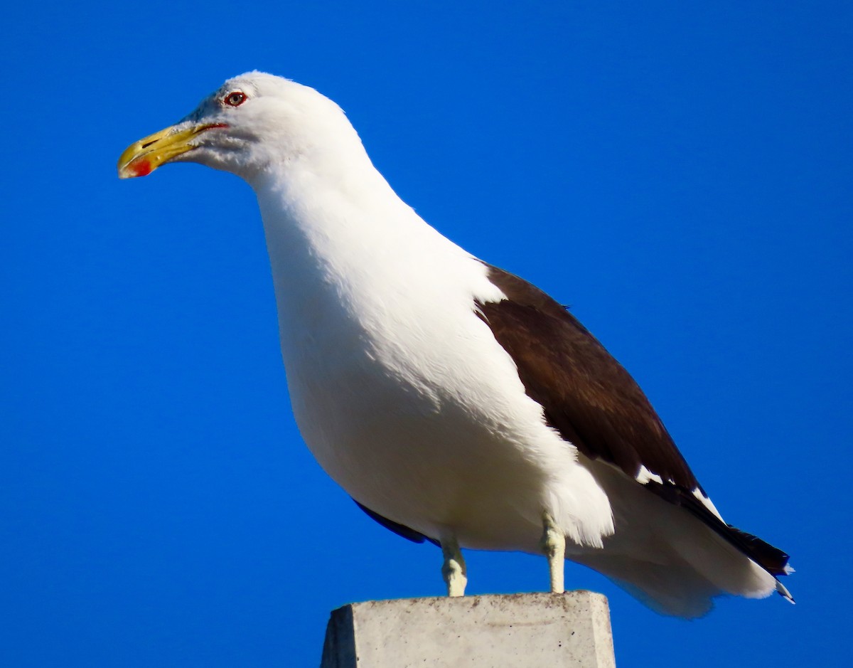 Kelp Gull - ML207718931