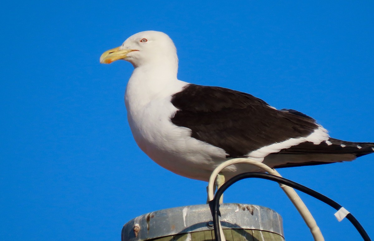 Kelp Gull - ML207718951