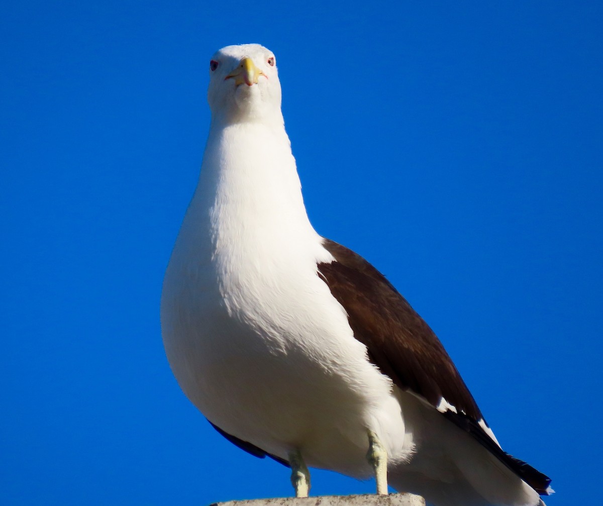 Kelp Gull - ML207718961