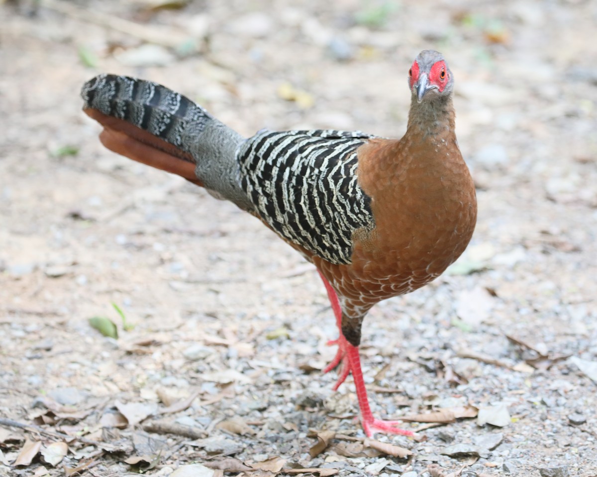 Siamese Fireback - Anonymous
