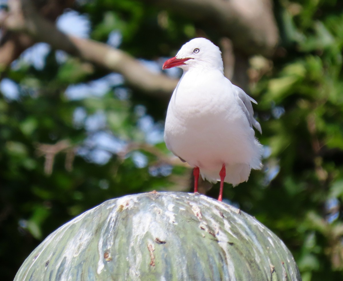 Silver Gull (Red-billed) - ML207720411