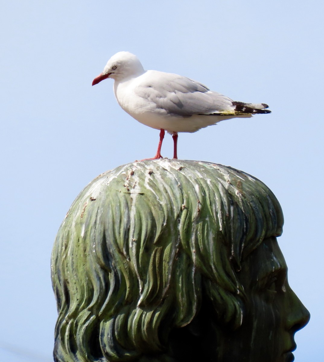 Silver Gull (Red-billed) - ML207720431