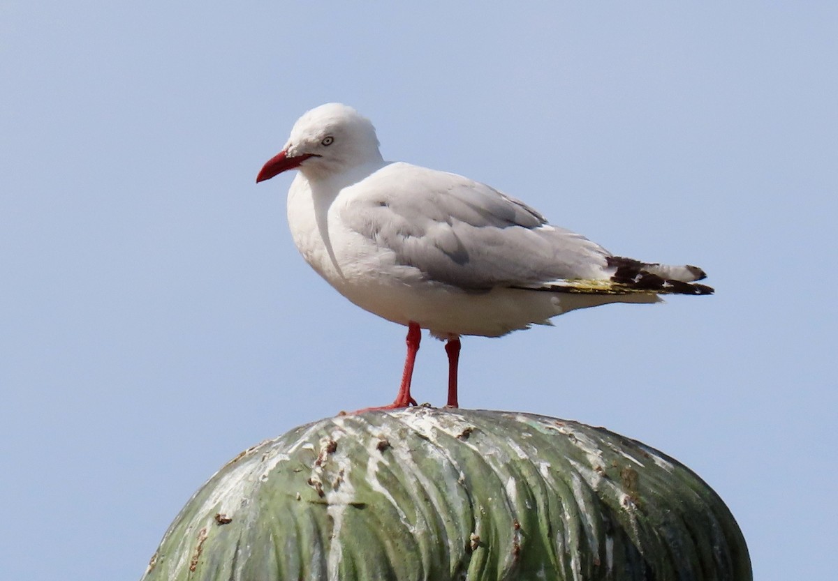 Silver Gull (Red-billed) - ML207720441