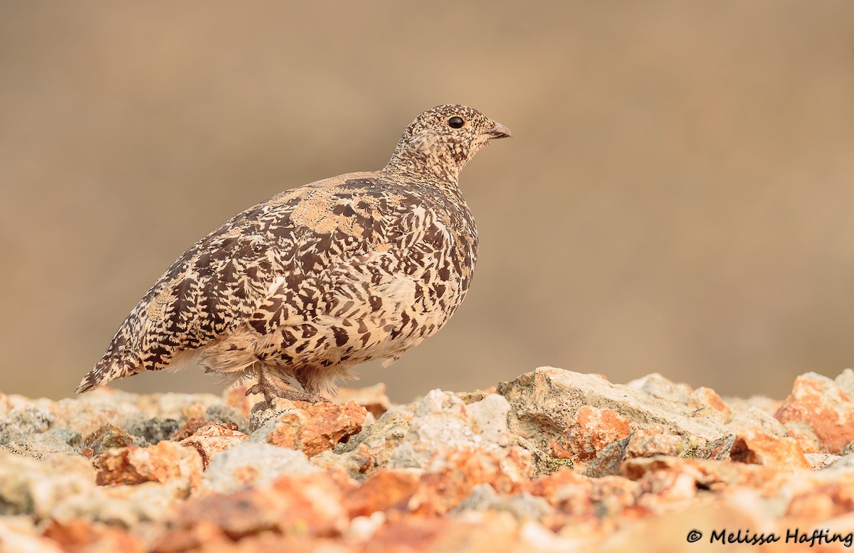 White-tailed Ptarmigan - ML207721121