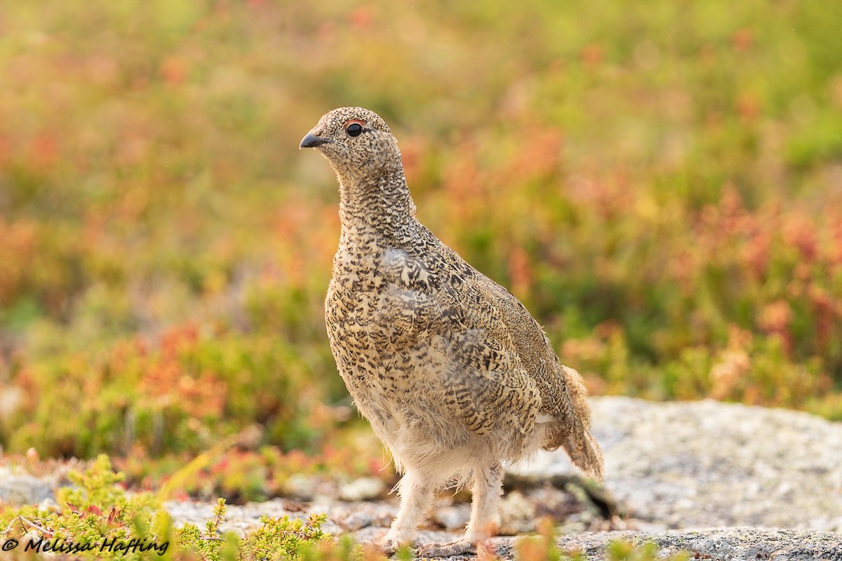 White-tailed Ptarmigan - ML207721131