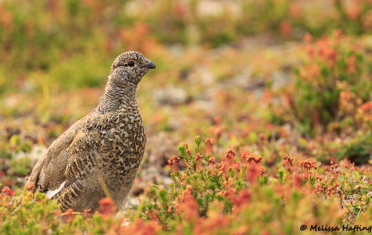 White-tailed Ptarmigan - ML207721141