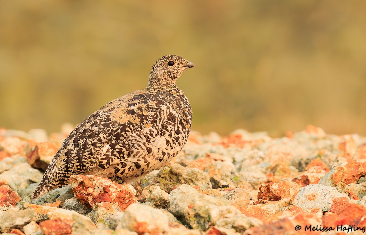 White-tailed Ptarmigan - ML207721151