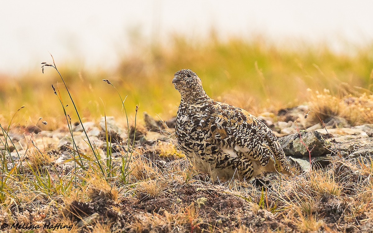 White-tailed Ptarmigan - ML207721161