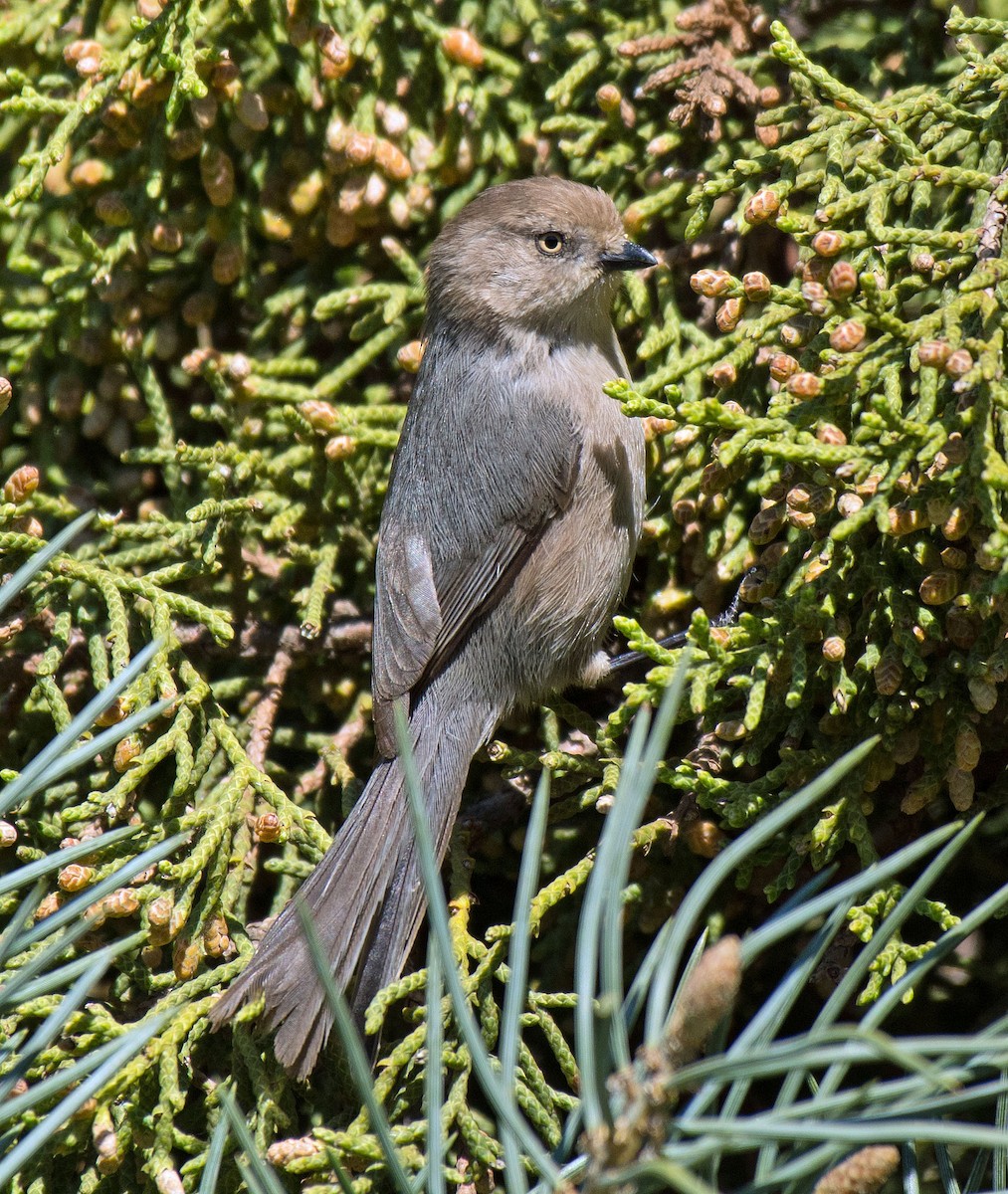 Bushtit - ML207721951