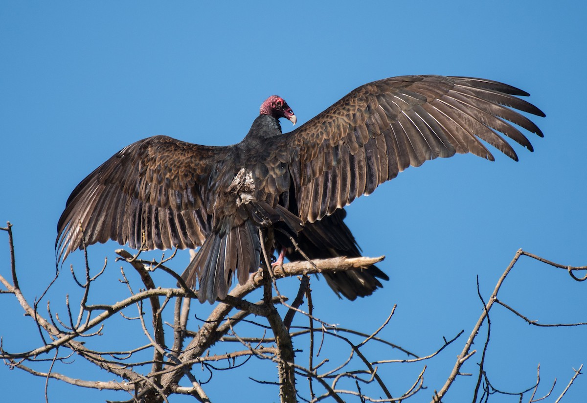 Turkey Vulture - Alison Davies