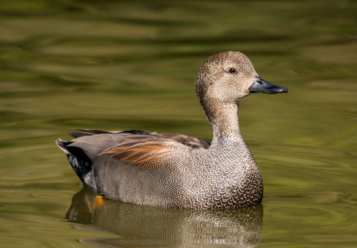 Gadwall - Alison Davies