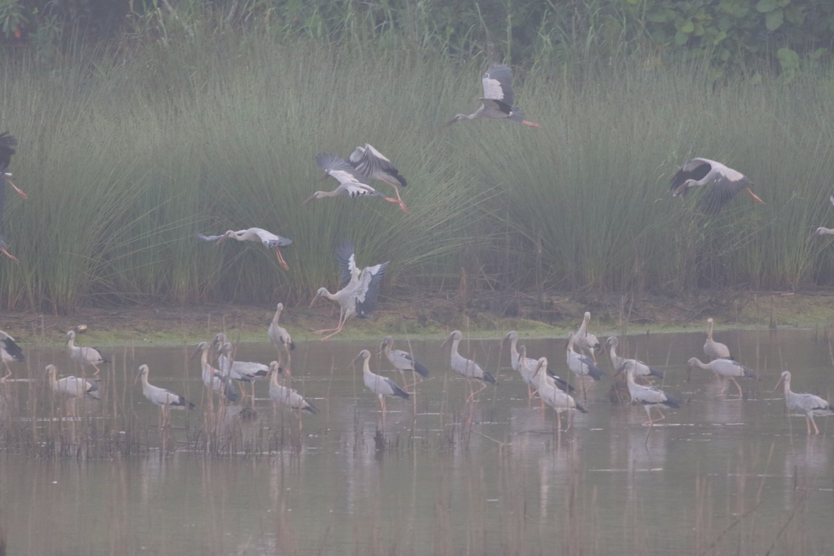 Asian Openbill - Chin Choong Liung