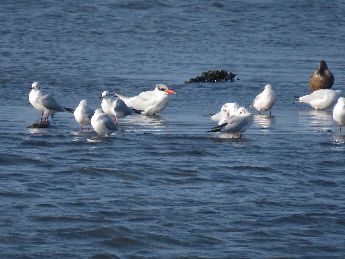 Caspian Tern - ML207723771