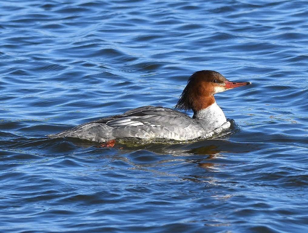 Common Merganser - ML207723951