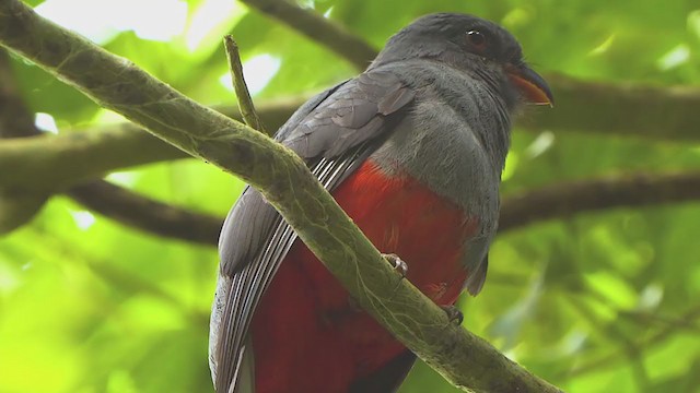 Gri Kuyruklu Trogon - ML207724771