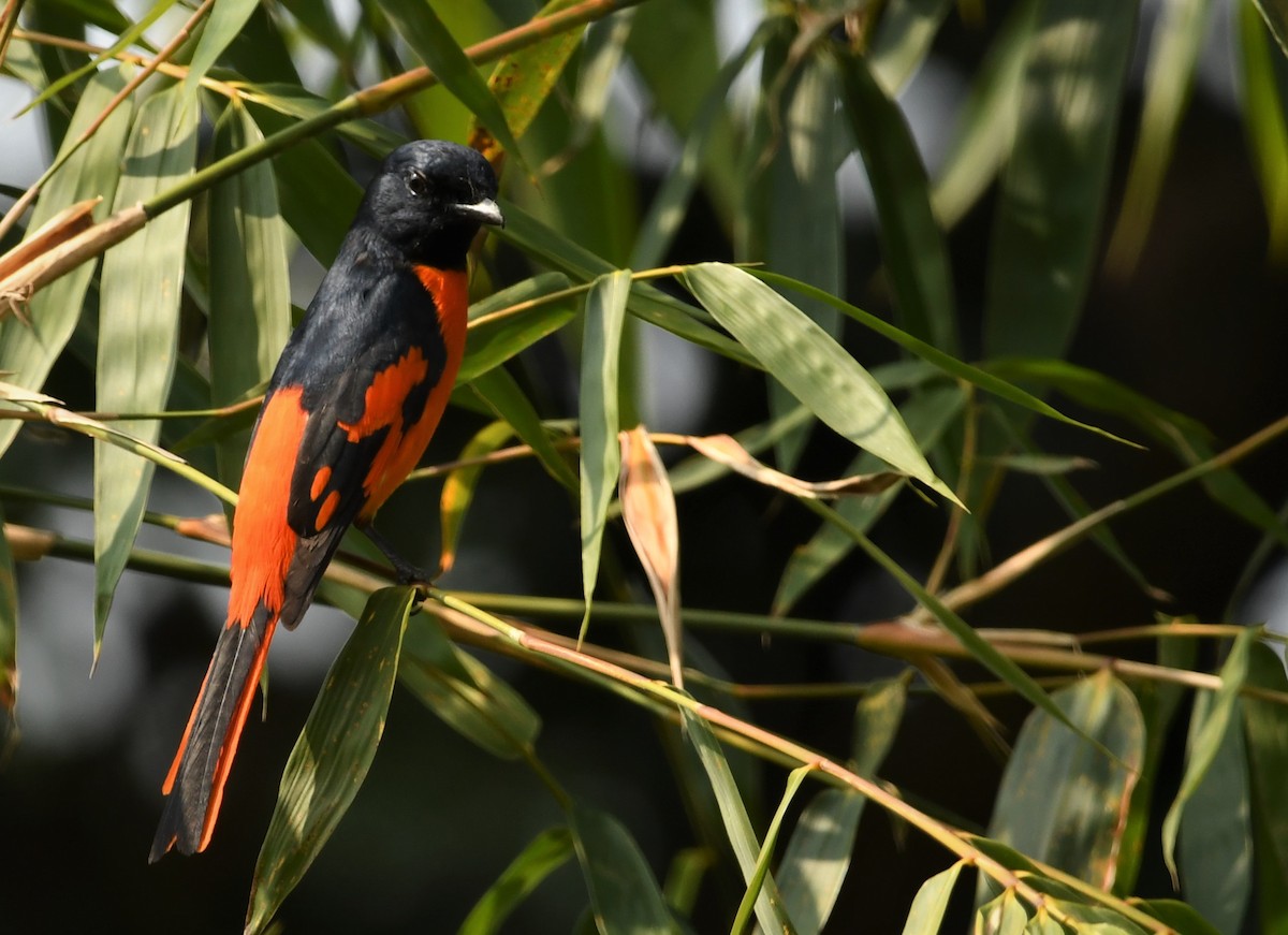 Scarlet Minivet - ML207724821