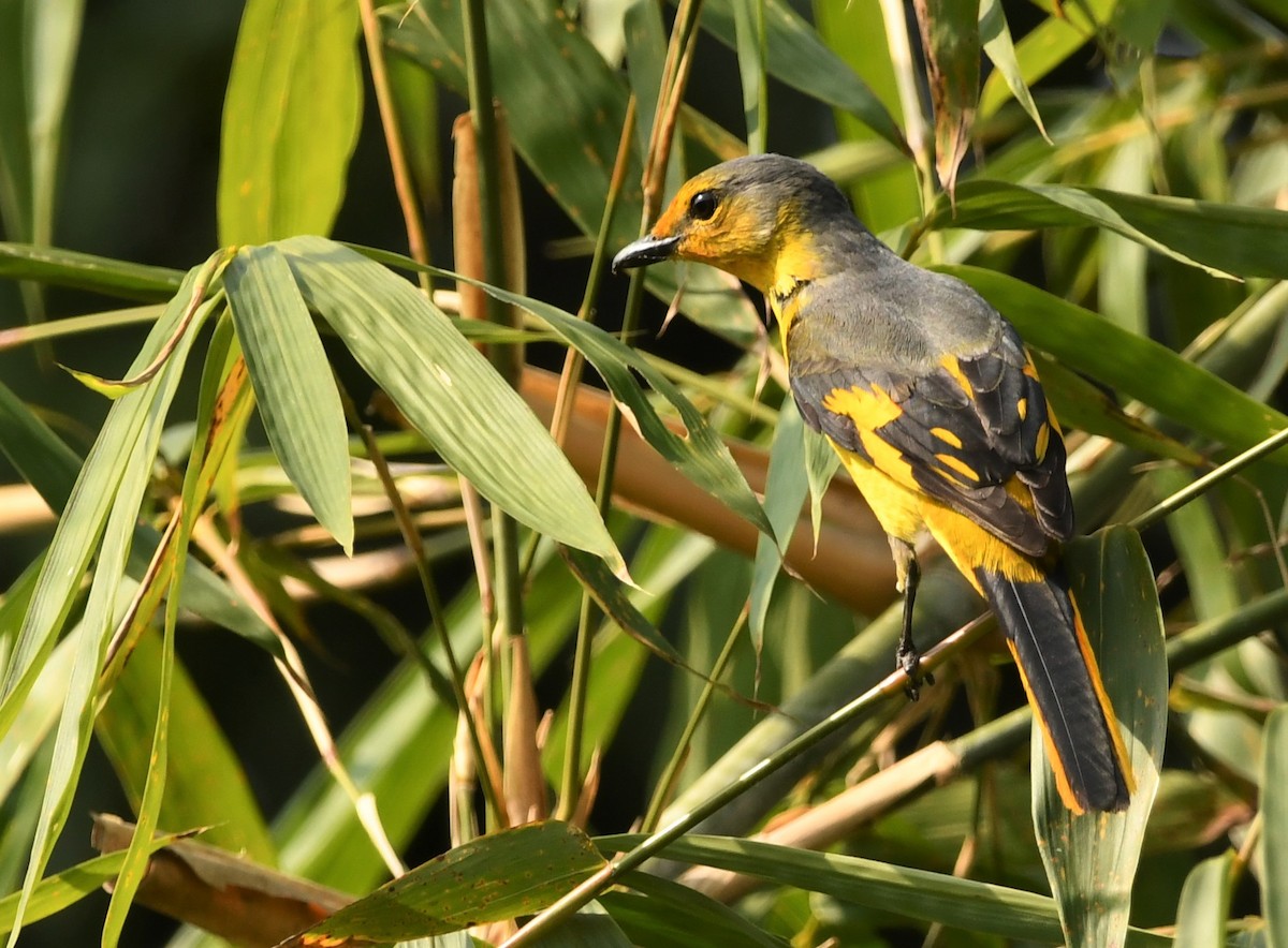 Scarlet Minivet - ML207724841