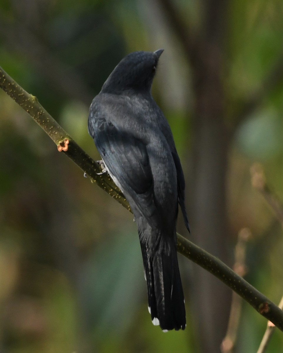 Black-winged Cuckooshrike - ML207724861