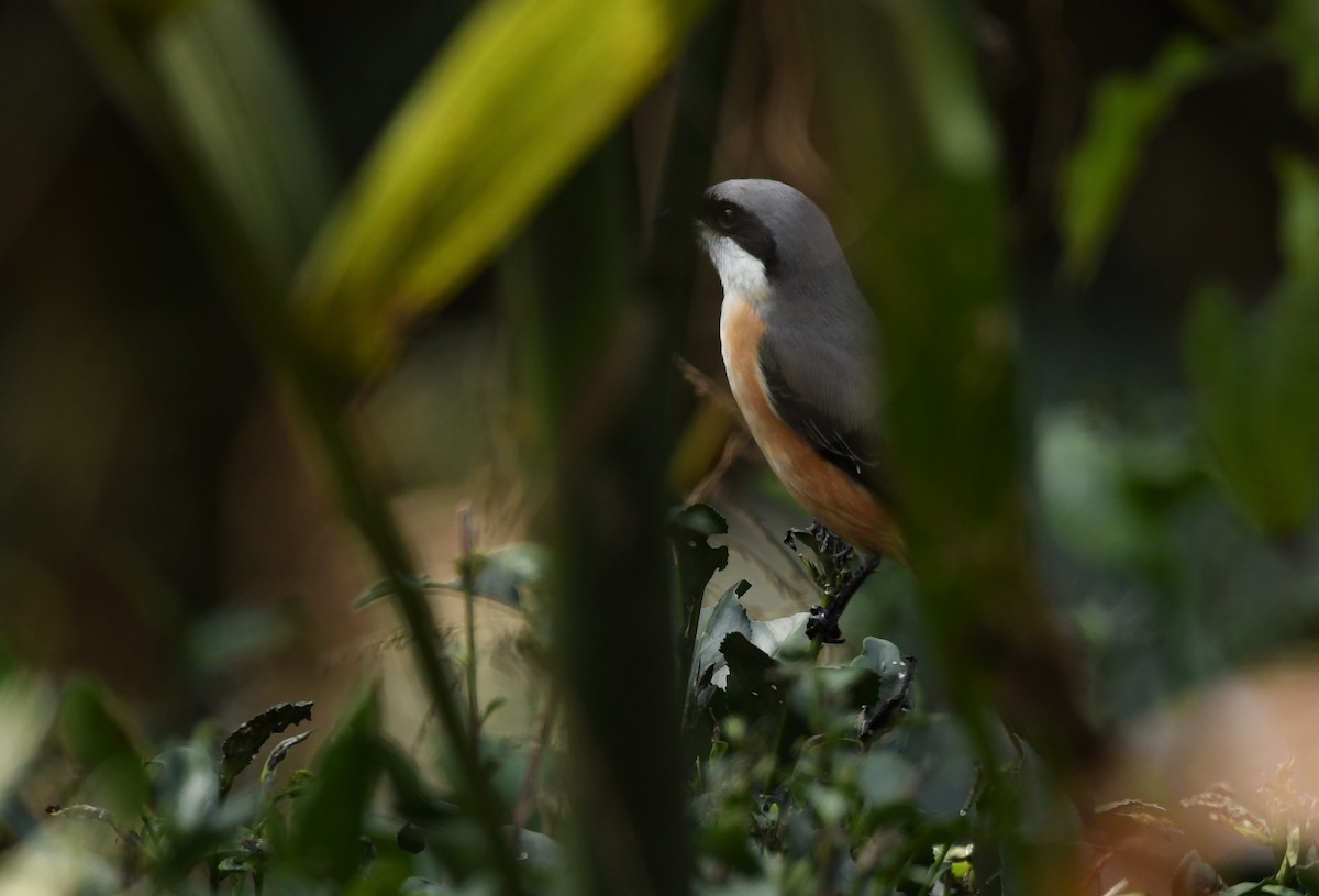 Gray-backed Shrike - ML207724941