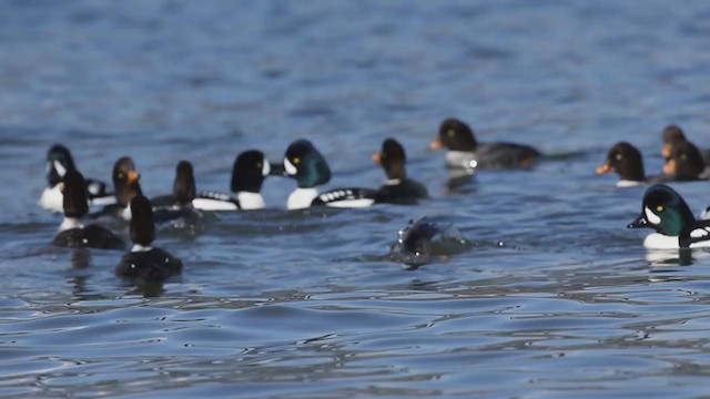 Barrow's Goldeneye - ML207724961