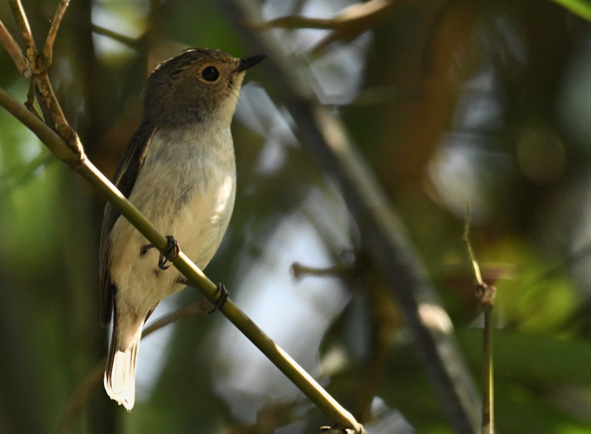 Little Pied Flycatcher - ML207724971