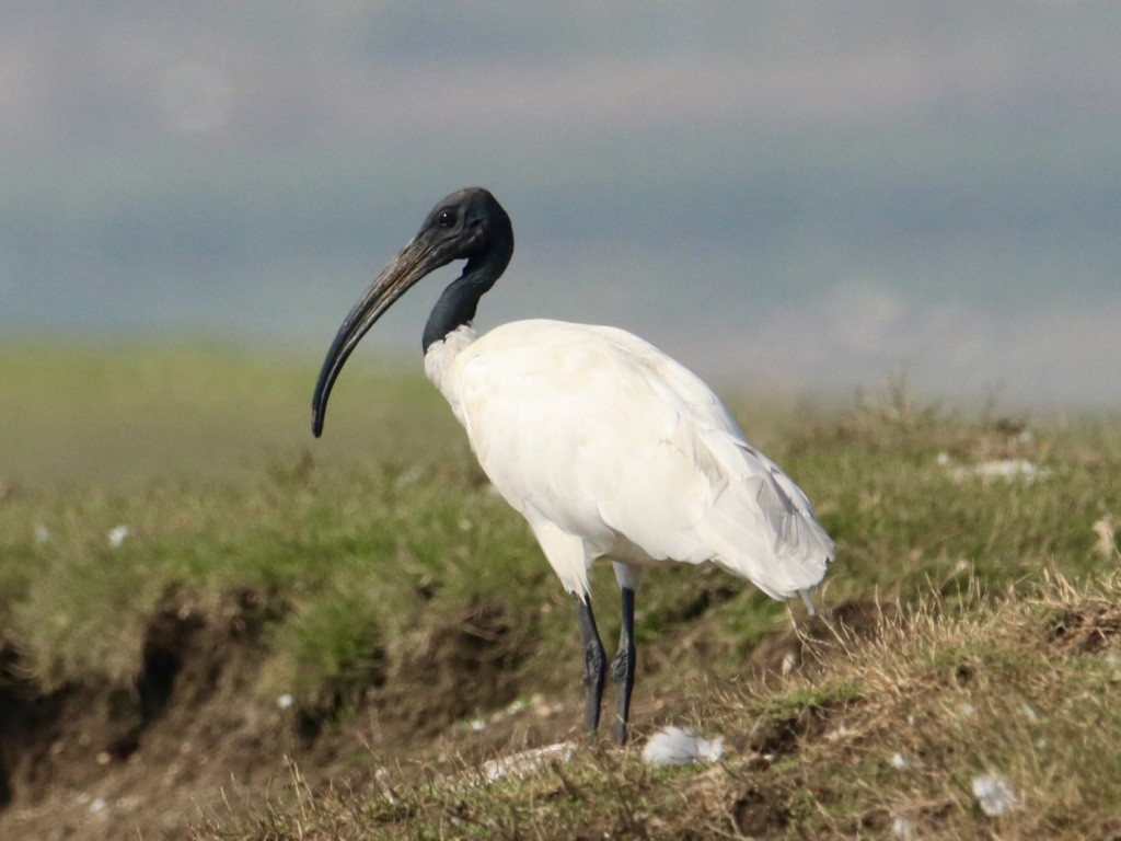 Black-headed Ibis - Amulya Pandit