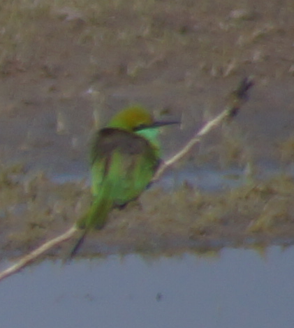 Asian Green Bee-eater - ML207729021