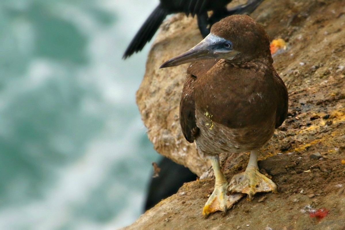 Brown Booby - ML207730821