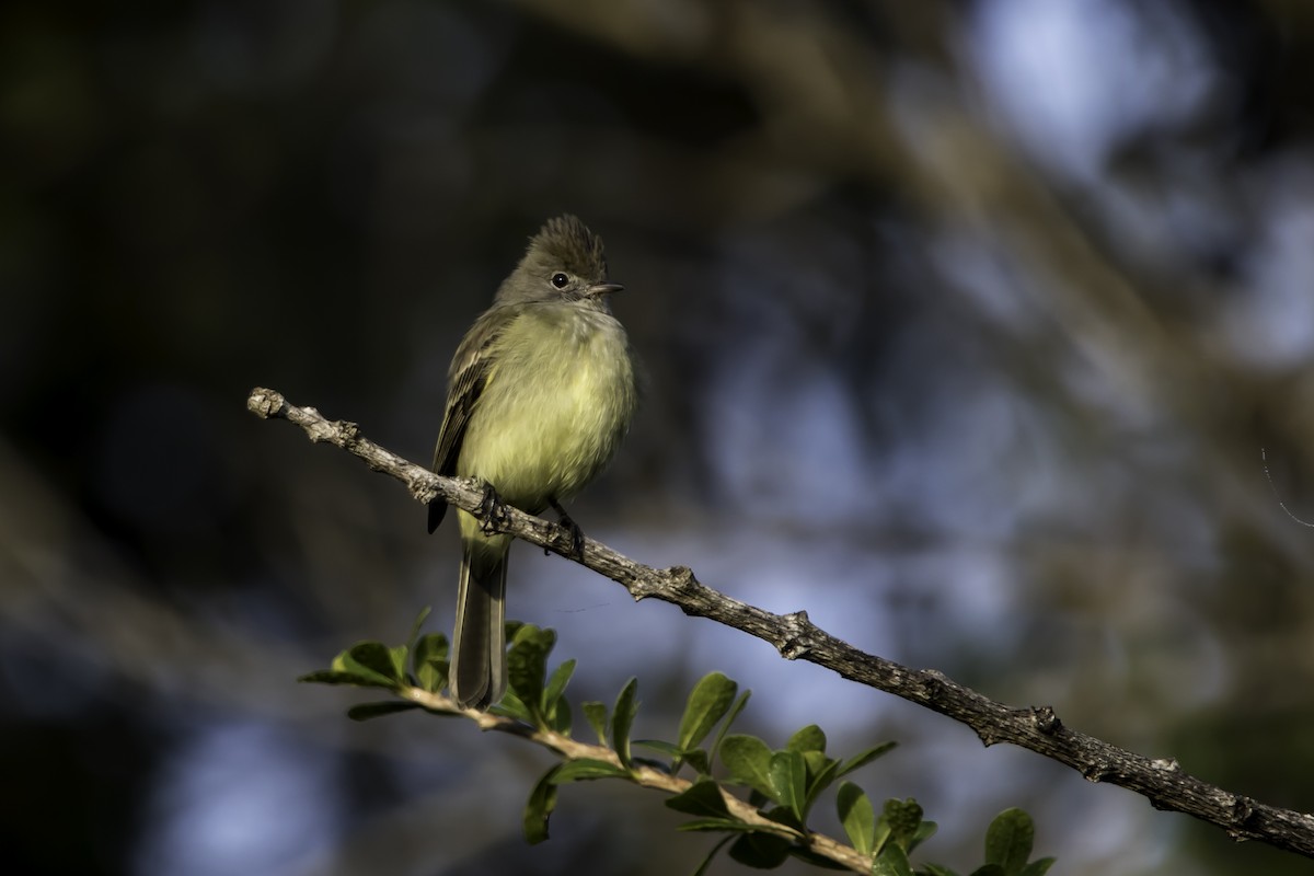 Yellow-bellied Elaenia - ML207732301