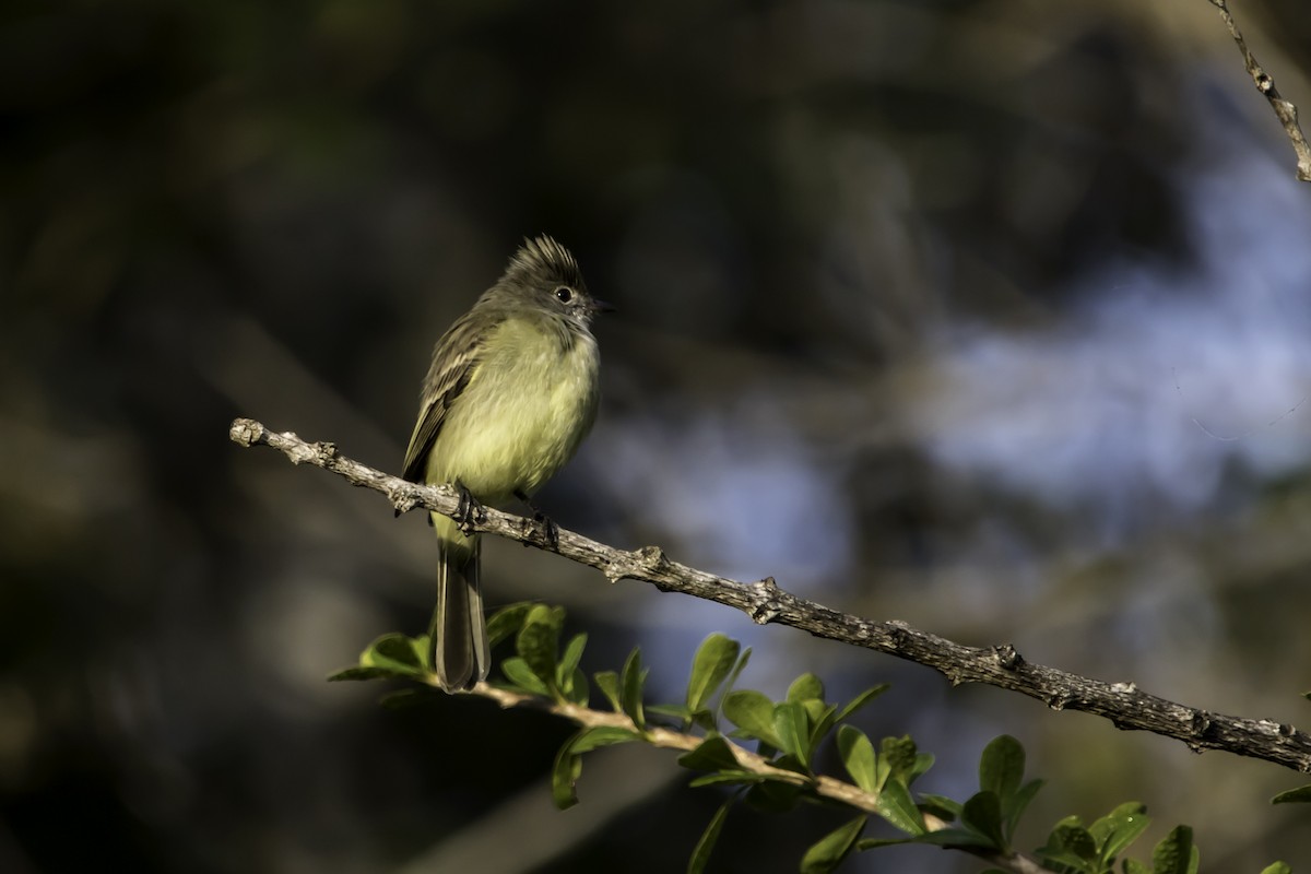 Yellow-bellied Elaenia - ML207732311