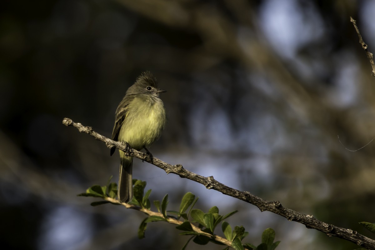 Yellow-bellied Elaenia - ML207732321