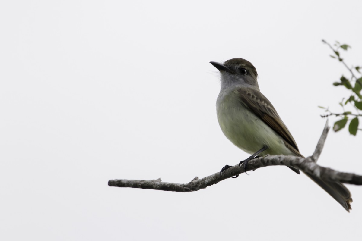 Yucatan Flycatcher - Jorge Eduardo Ruano