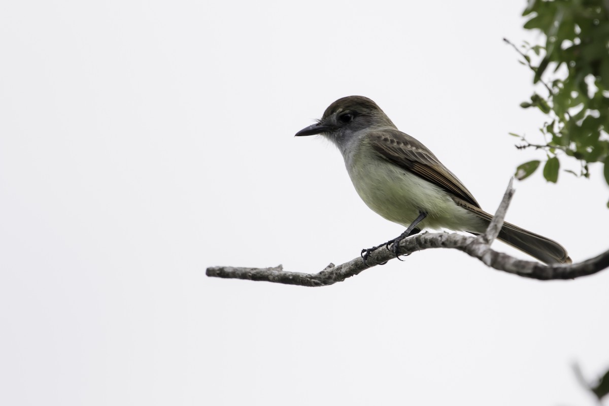 Yucatan Flycatcher - Jorge Eduardo Ruano