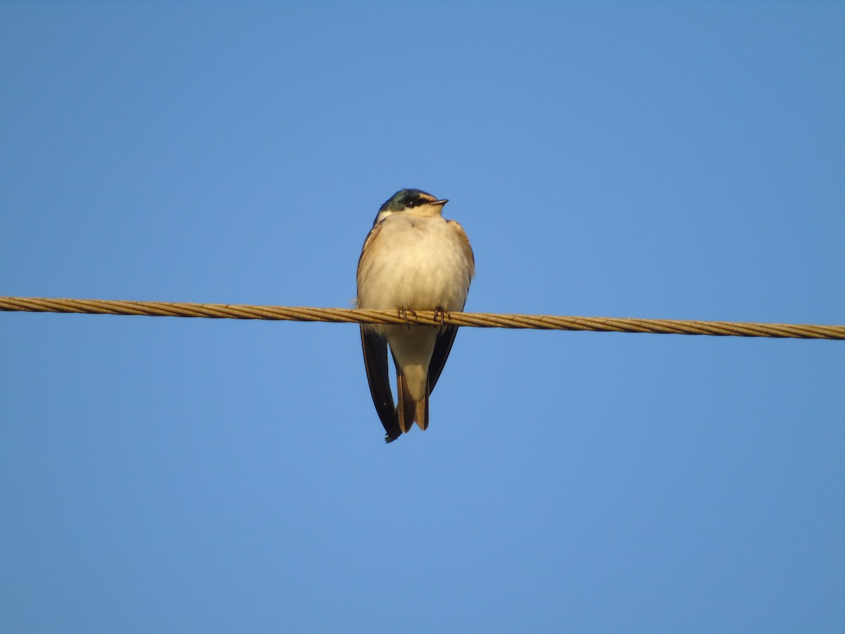 White-rumped Swallow - ML207733831