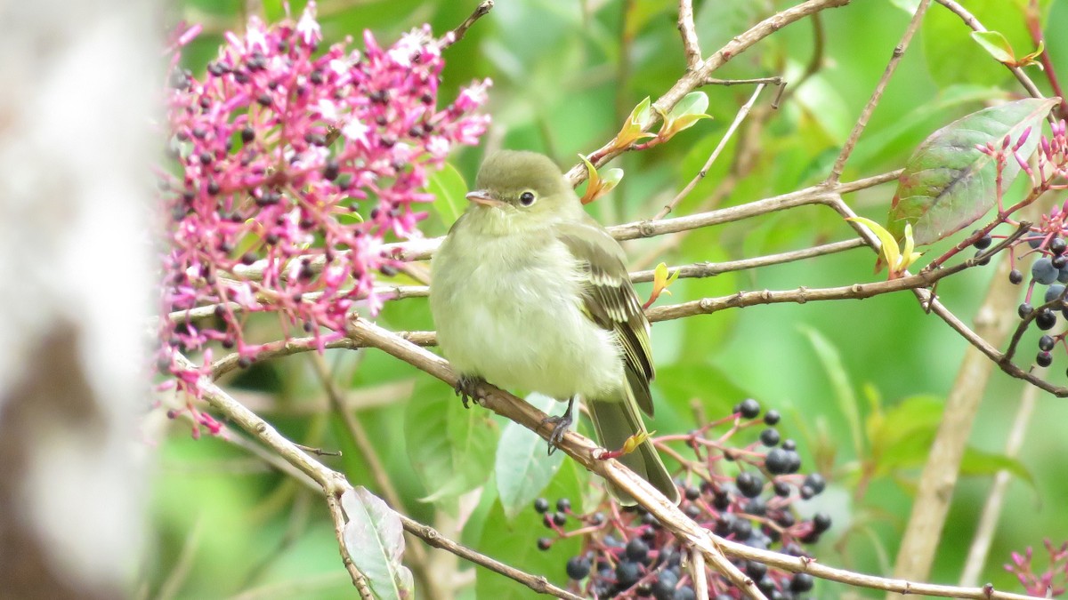 Mountain Elaenia - ML207733961