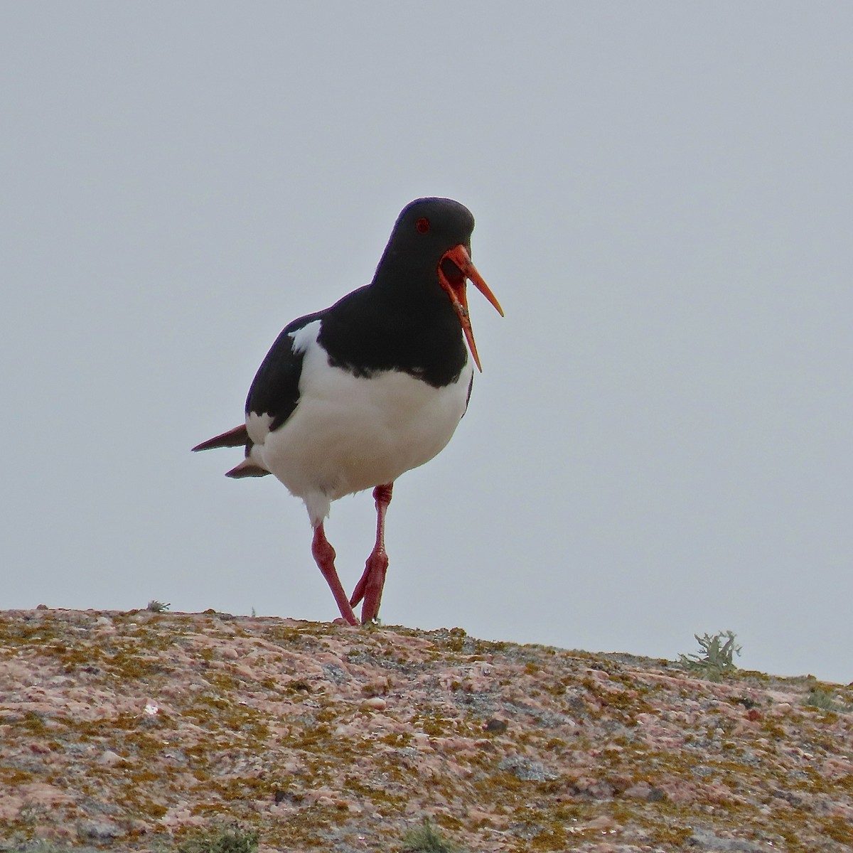 Eurasian Oystercatcher - Erkki Lehtovirta