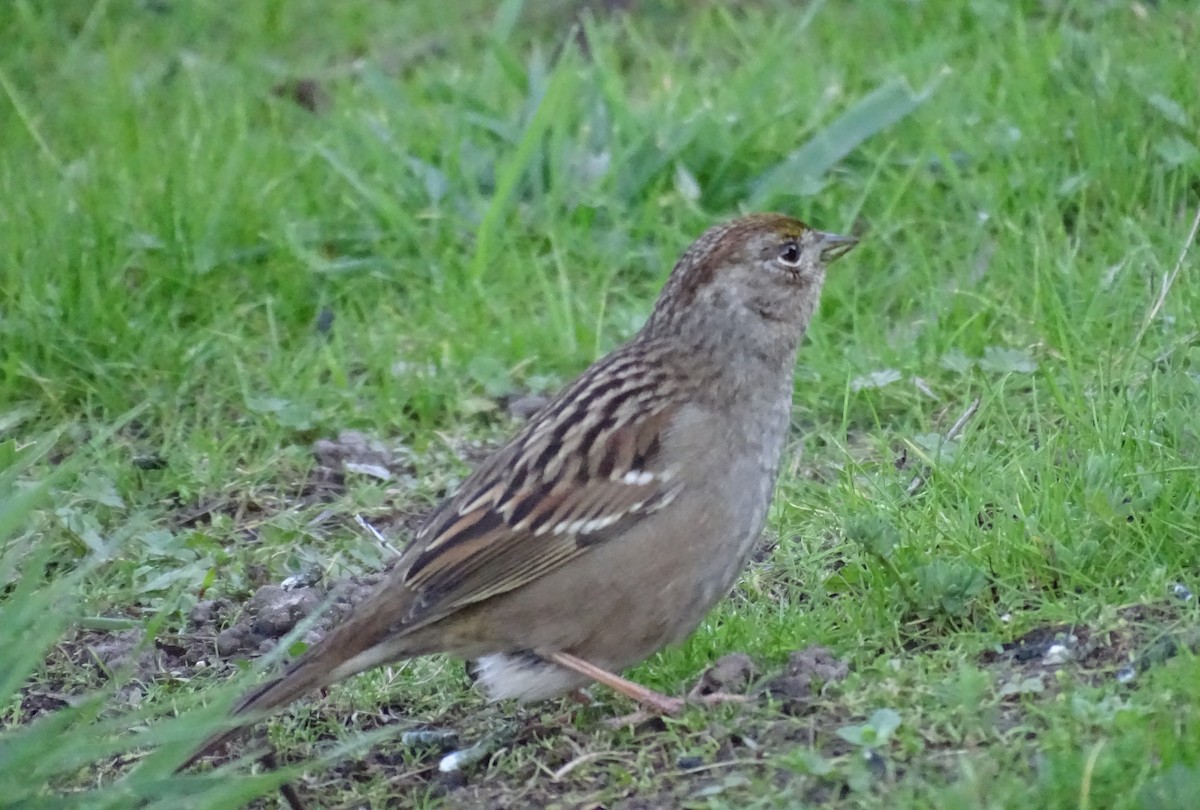 Golden-crowned Sparrow - ML207739371
