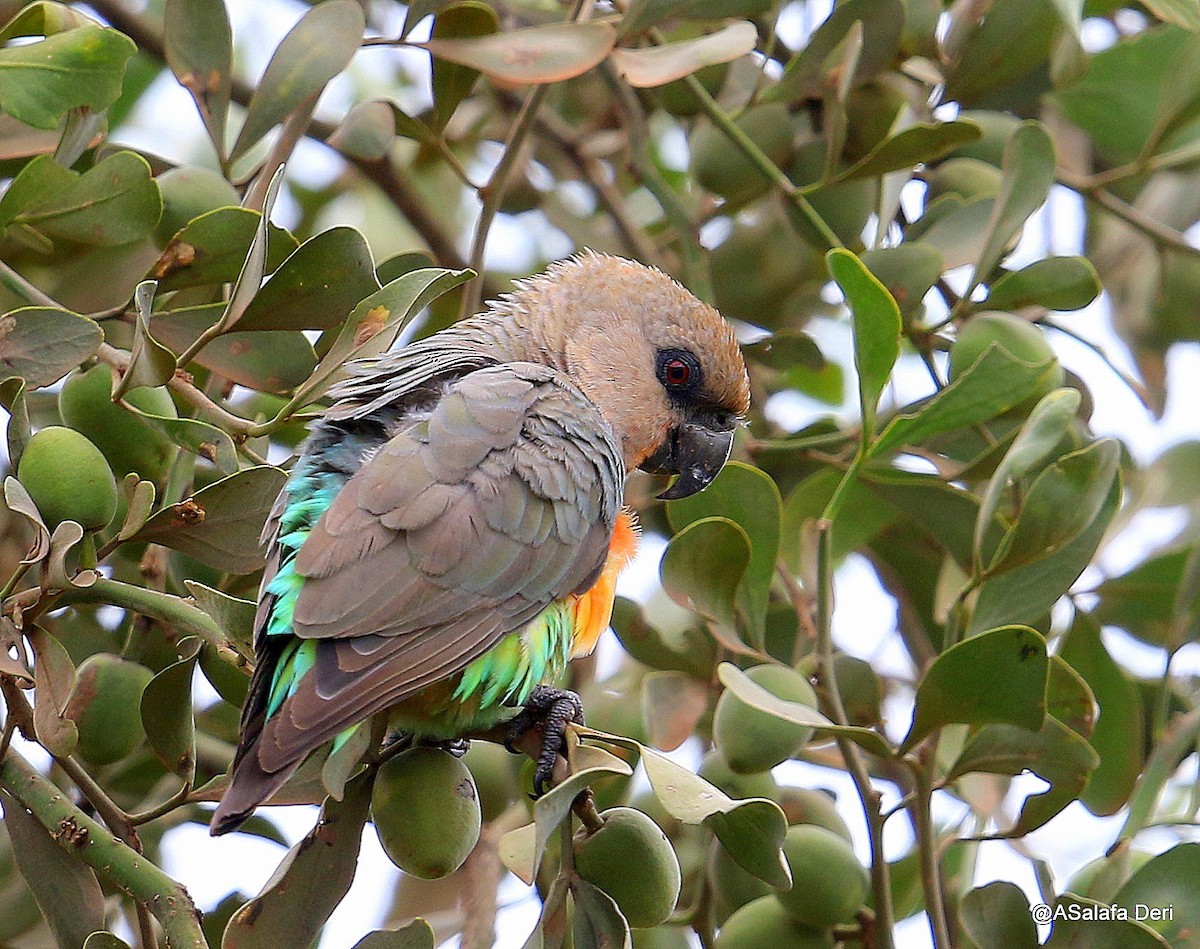 Red-bellied Parrot - ML207740221