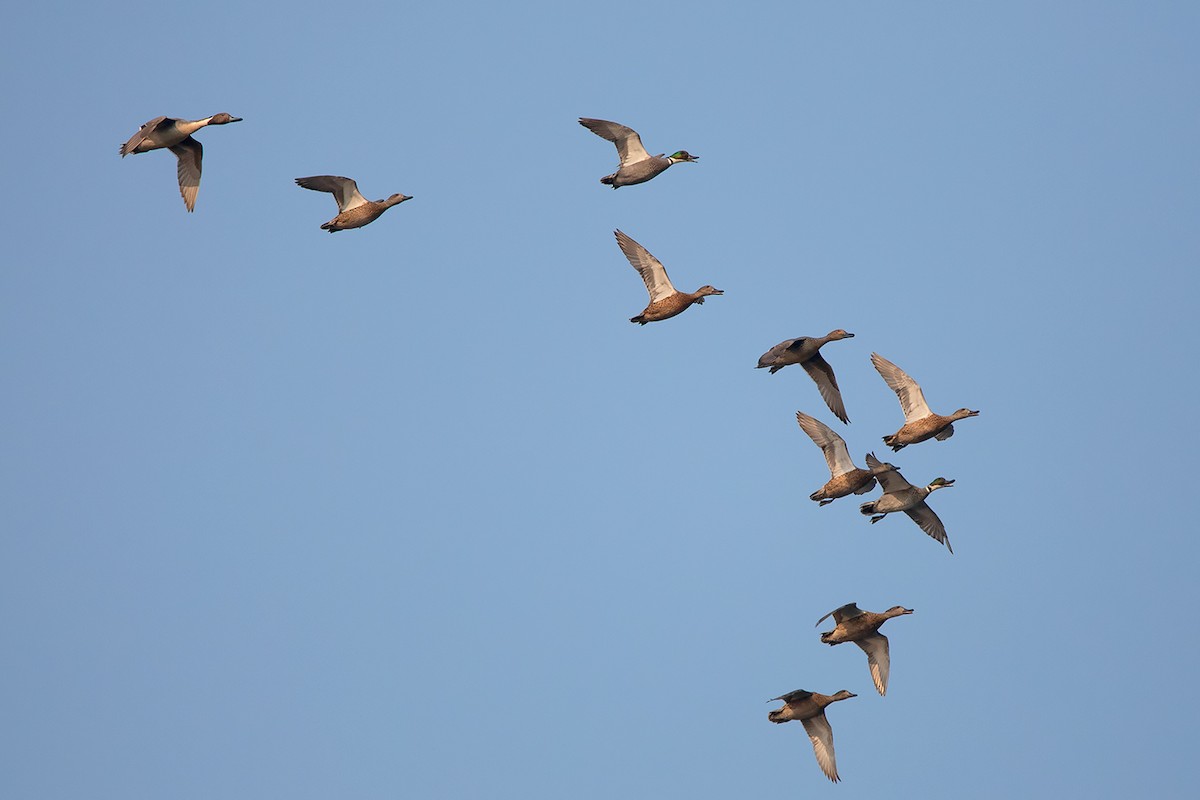 Falcated Duck - ML207742871