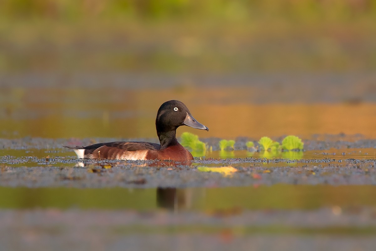 Baer's Pochard - Ayuwat Jearwattanakanok