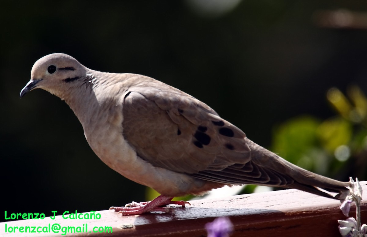 Eared Dove - Lorenzo Calcaño