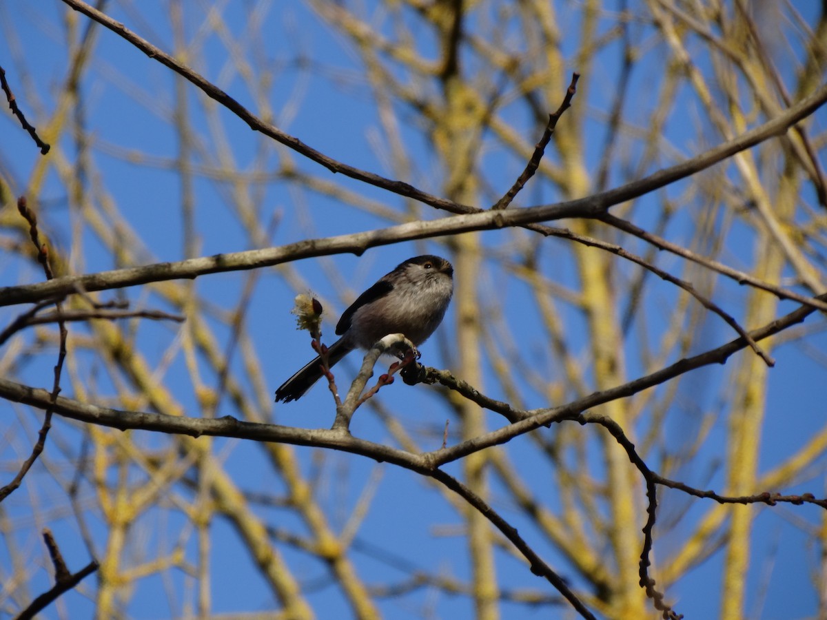 Long-tailed Tit - Oier Frias
