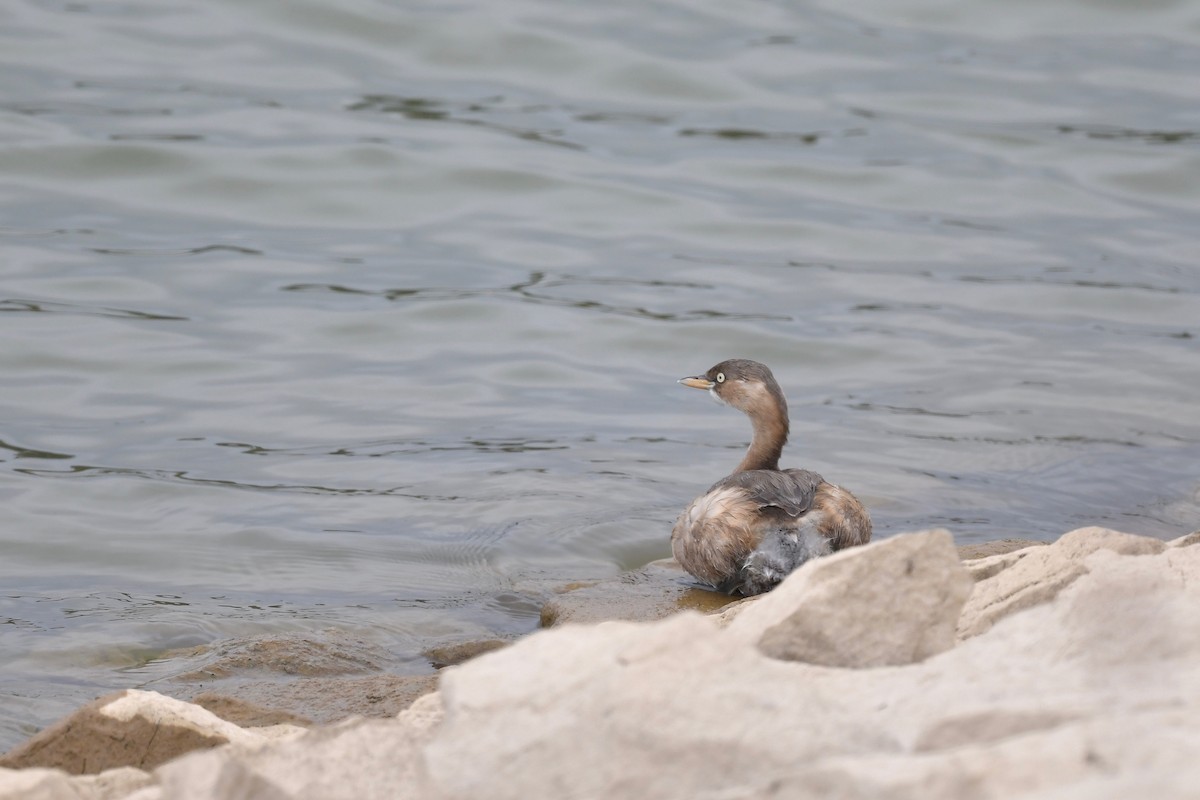 Little Grebe (Little) - ML207744151