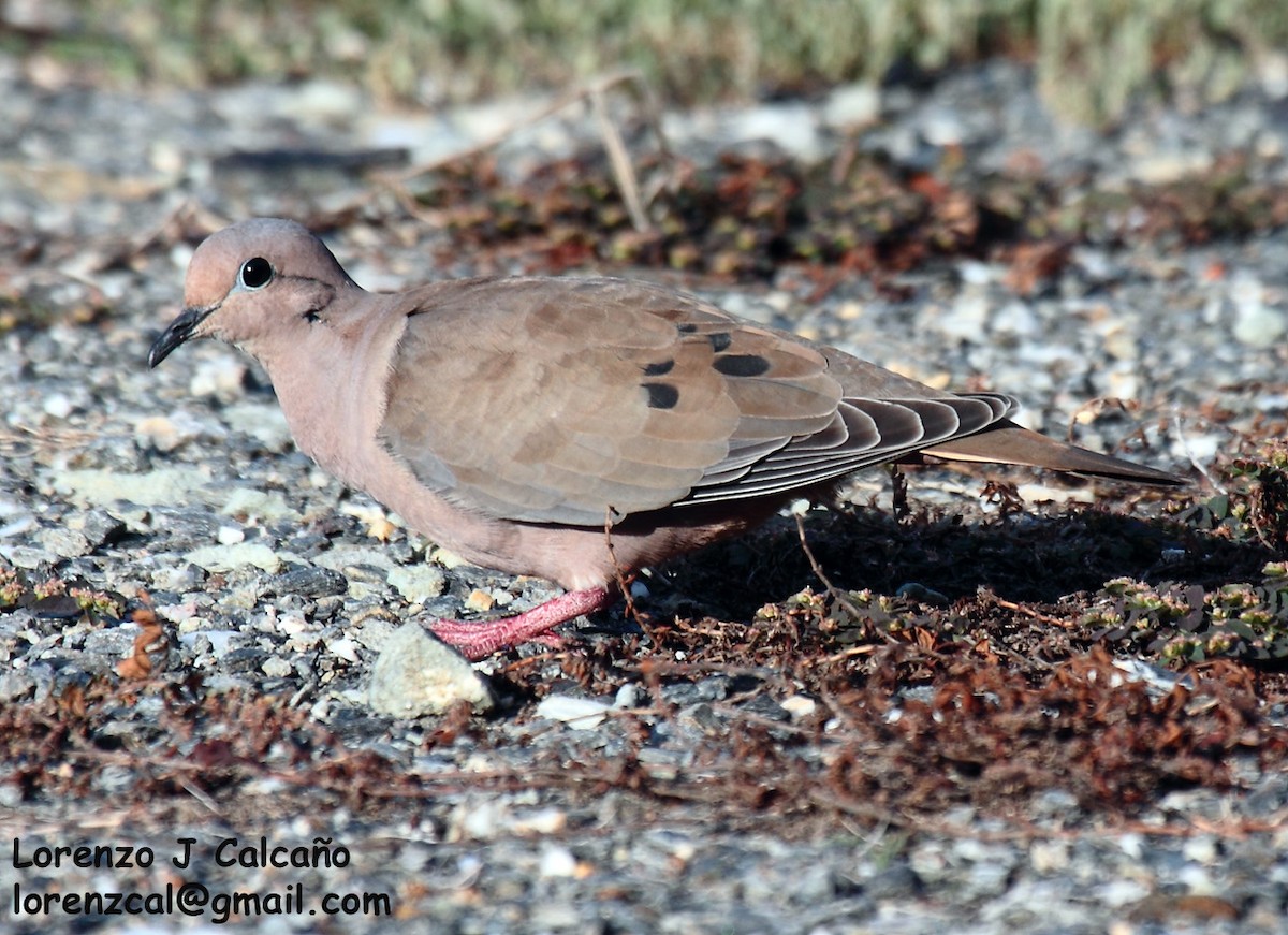 Eared Dove - ML207744881